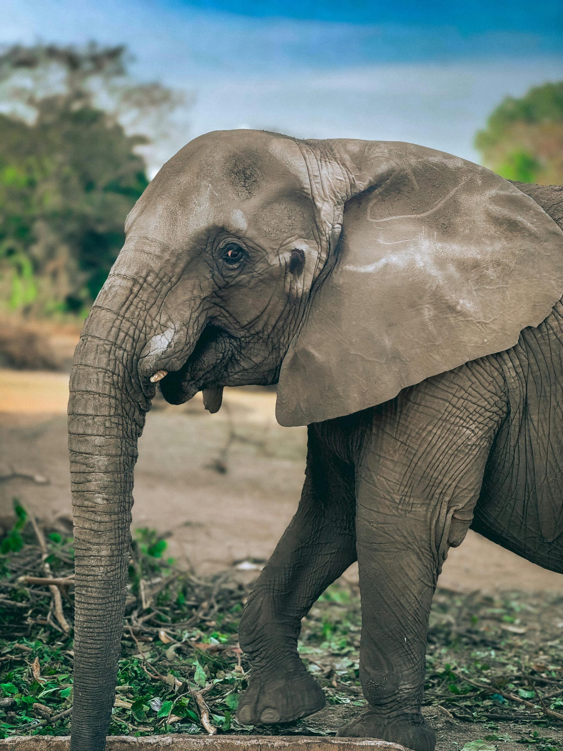 elephants